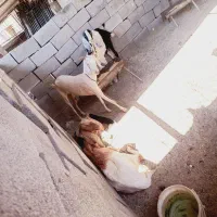 4عدد بز ویک پاچن|حیوانات مزرعه|چابهار, |دیوار