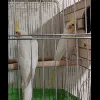 یه جفت عروس هلندی لوتینو چشم شرابی