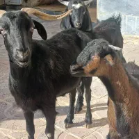 بز با بزغاله