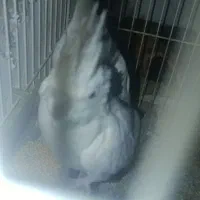 عروس هلندی آلبینو|پرنده|گرگان, |دیوار