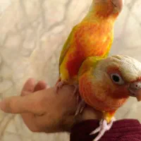 گرینچیک ردچیک دایلوت سرخ