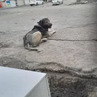 سگ نگهبان|سگ|مشکین‌دشت, |دیوار