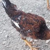 شش عدد مرغ محلی|حیوانات مزرعه|فاریاب, |دیوار