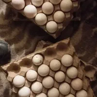 تخم بوقلمون خوراکی