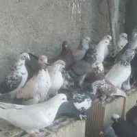 کبوتر کاشونی|پرنده|خمینی‌شهر, |دیوار