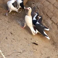 موقلف