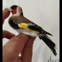 سهره رسمی تک وتعداد