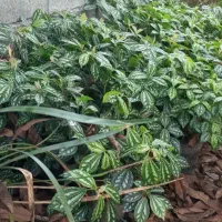 فروش گل پیل ا