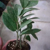 گل زامیفولیا زام زاموفیلیا هدیه کادویی|گل و گیاه طبیعی|مشهد, هنرور|دیوار