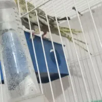 عروس هلندی|پرنده|دره شهر, |دیوار