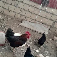 ۵تامرغ‌رسمی‌تخم‌گذاریک‌عددخروس‌محلی‌‌چهل‌تاج