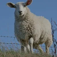 بره نرو ماده وزن پایین