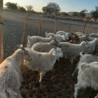 بز چاق|حیوانات مزرعه|سیرجان, |دیوار