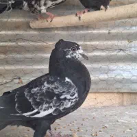 کبوتر جوجه|پرنده|اصفهان, عاشق‌آباد|دیوار