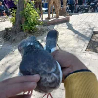 کله دمی سرجوزی|پرنده|بروجرد, |دیوار