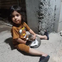 گربه خونگی