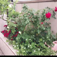 منزل-مسکونی-ویلای