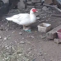 اردک اسرائیلی|حیوانات مزرعه|گنبد کاووس, |دیوار