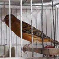قناری نر سرخ