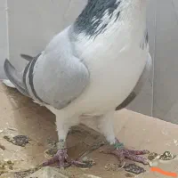 کبوتر شیرازی گمشده