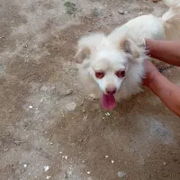 سگ پاکوتاه باادب