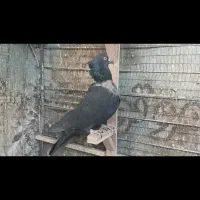 کبوتر کلاغ سیاه پرشی|پرنده|مشهد, تربیت (صدف)|دیوار