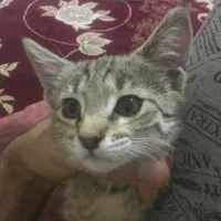 واگذاری رایگان بچه گربه بازیگوش|گربه|شهریار, شهریار|دیوار
