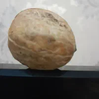 پخش گردوی توسرکان در تهران