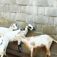 بزسومالی|حیوانات مزرعه|خورموج, |دیوار