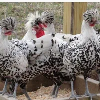 تخم مرغ نطفه دارازنژادهای زینتی وکمیاب|حیوانات مزرعه|تهران, خاوران|دیوار