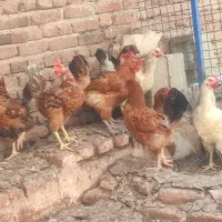 مرغ محلی وگلپایگانی....