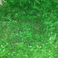 گیرین وال|گل مصنوعی|اندیشه, اندیشه فاز ۱|دیوار