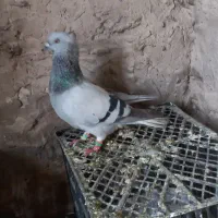 کبوتر رنگه آس|پرنده|شیروان (خراسان), |دیوار