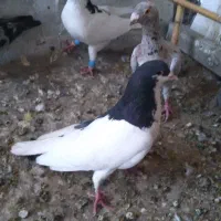 کبوتر پرشی