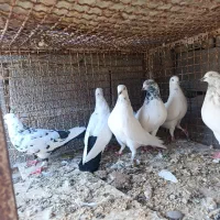 چند جفت کبوتر فروشی