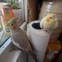 عروس هلندی نر و ماده مولد
