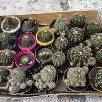 فروش گل و گیاه های خانگی و آپارتمانی