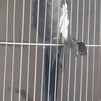 عروس هلندی وایت فیس