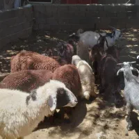 ۱۱راس بره  وچپش نر فروشی