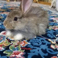 خرگوش کوچک سرحال .