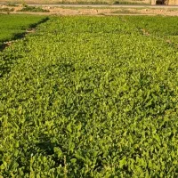 سبزی خورشتی ارگانی|خوردنی و آشامیدنی|قلعه شاهین, |دیوار