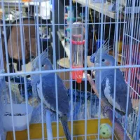 ۲عدد عروس هلندی جوان