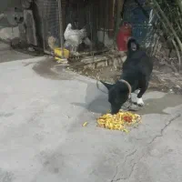 واگزاری سگ پاکوتاه قیمت 3500|سگ|بم, |دیوار