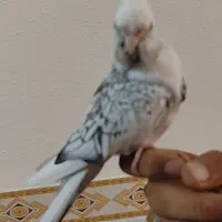 عروس هلندی وات فیس اهلی