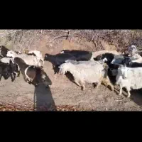 ۳۱سر بزو ۳۱سر بزغاله