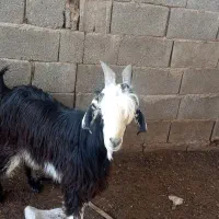 دو راس بره نردرجه یک چاق تخت|حیوانات مزرعه|داراب, |دیوار