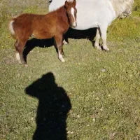 قیمت ۴۵۰۰۰۰۰۰میلیون|اسب و تجهیزات اسب‌سواری|اردبیل, |دیوار