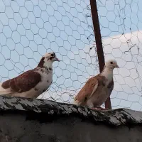 کبوتر ۴تاشون غریبن