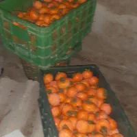 خرمالو محلی