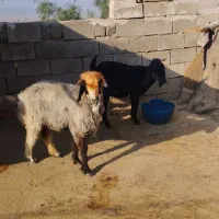 بز با میش فروشی|حیوانات مزرعه|اندیکا, |دیوار